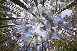 Wide angle view of pine forest