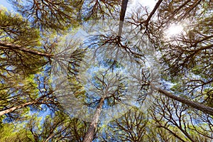 Wide angle view of pine trees