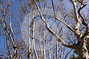 Wide angle view of Plane trees branches against blue sky