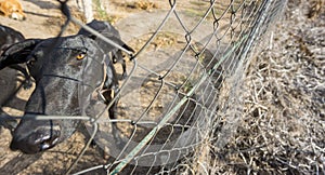 Wide angle view of Sad dog locked behind fence