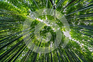 Wide angle view of Sagano-Arashiyama Bamboo forest, Kyoto, Japan