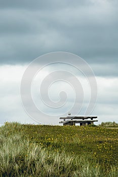 Seagull on a pic nic table