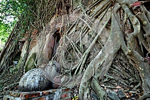 Wide angle view the side of Trees cover buddhist building , W