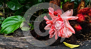 Wide angle view of single Torch ginger red flower head with yellow and green leaves