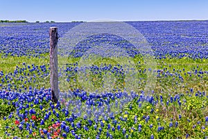 A Wide Angle View of a Solid Blue Field of Texas Bluebonnets