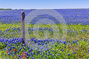 A Wide Angle View of a Solid Blue Field of Texas Bluebonnets photo