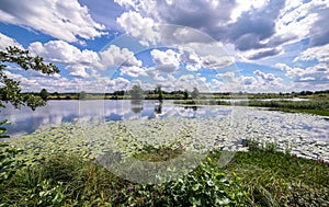 Wide angle view of a summer swamp and cloud reflections in water among yellow water lilies