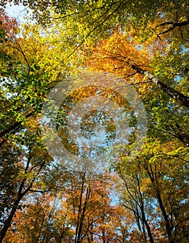 Wide-angle view on the tops of the red, orange and yellow color trees and sky from the ground