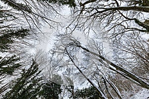 A wide angle view of trees from below, with branches creating textures