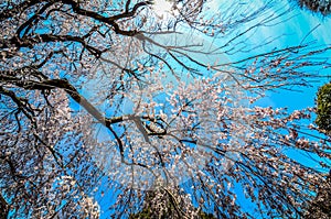 Wide angle view of a weeping cherry blossom tree, looking up at the sky. Taken at the National Arboretum in Washington DC