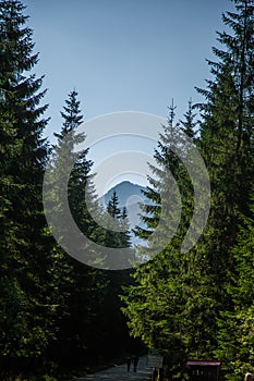 Wide asphalted road leading through the forest to mountains. Natural mountain scenery, summer landscape.