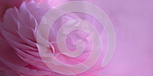 Wide banner with delicate pink macro petals