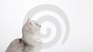 Wide banner. A white British cat sits and looks to the side and up to an empty space.