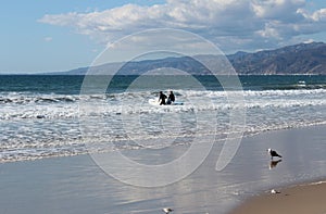 Surfers and seagulls in Pacific Ocean, Santa Monica, Los Angeles , California, USA photo