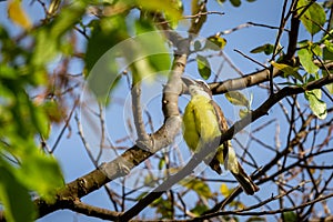 Wide-billed Bem-te-vi ( Megarynchus pitangua ) known as Nei-Nei.