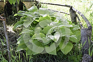 Wide Brim Hosta