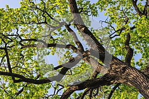 Wide color photography of Massive Oak Tree