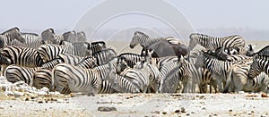 Wide-cropped view of a herd of thirsty zebra crowding a water-hole in the Etosha Wildlife Reserve in Namibia. It was very dry at