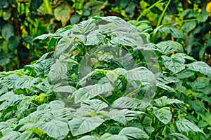 Wide And Dense Green Leaves Of Green Amaranth Or Amaranthus Hybridus Plant