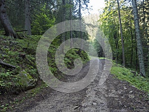 Wide empty forest dirt road in summer spruce tree forest and lush green grass at Low Tatras nature park, Slovakia