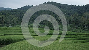 wide expanse of rice field terraces shaped