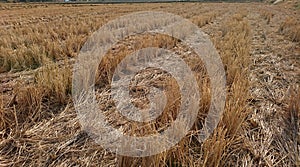 A wide expanse of rice fields with straw slices