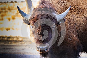 Wide eyed bison