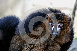 Black Lemur Eulemur macaco looking alert photo