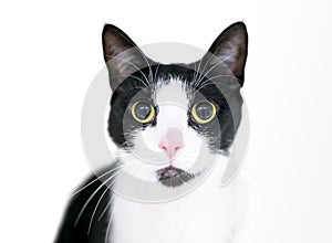 A wide-eyed black and white Tuxedo cat with dilated pupils