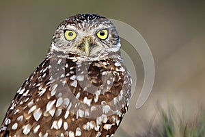 Wide-Eyed Burrowing Owl