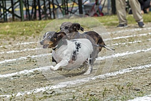 Wide eyed Dachsund out in front.