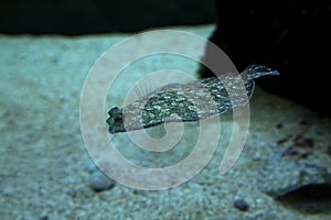 The wide-eyed flounder Bothus podas.