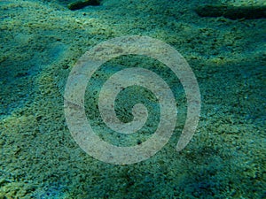 Wide-eyed flounder Bothus podas undersea, Aegean Sea, Greece.