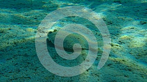 Wide-eyed flounder Bothus podas undersea, Aegean Sea, Greece.