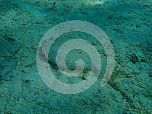 Wide-eyed flounder Bothus podas undersea, Aegean Sea, Greece.