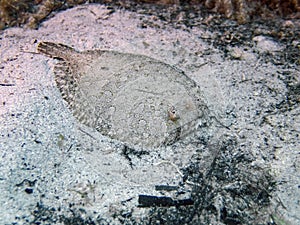 Wide Eyed Flounder Bothus podas