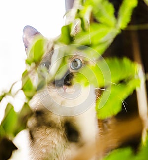 Wide-eyed kitten hidden behind plant