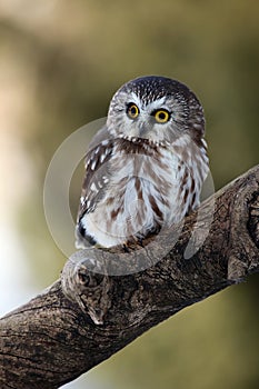 Wide-Eyed Owl