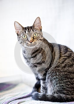 A wide-eyed shorthair tabby cat sitting