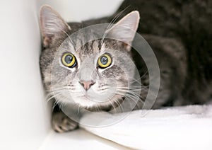 A wide-eyed tabby cat with dilated pupils