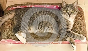 A wide-eyed tabby cat lying on its side on a cat bed