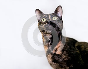 A wide eyed Tortoiseshell shorthair cat