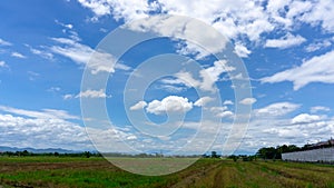 A wide famer agriculture land of rice plantation farm after harvest season, under beautiful white fluffy cloud formation