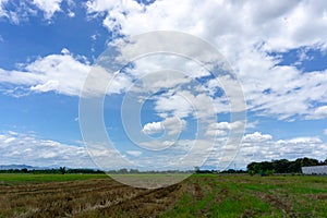 A wide famer agriculture land of rice plantation farm after harvest season, under beautiful white fluffy cloud formation