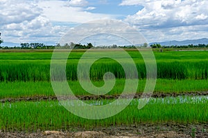 A wide famer agriculture land of rice plantation farm in planting season, green rice filed in water