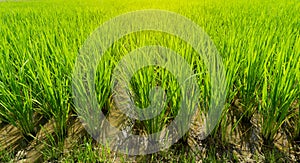 A wide famer agriculture land of rice plantation farm in planting season, green rice filed in water under beautiful white cloud