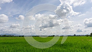 A wide famer agriculture land of rice plantation farm in planting season, green rice filed in water under beautiful white cloud