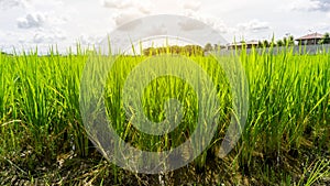 A wide famer agriculture land of rice plantation farm in planting season, green rice filed in water under beautiful white cloud