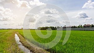 A wide famer agriculture land of rice plantation farm in planting season, green rice filed in water under beautiful white cloud