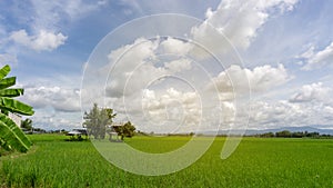 A wide famer agriculture land of rice plantation farm in planting season, green rice filed in water under beautiful white cloud